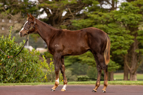 Lot 486: State of Rest (IRE) / Lady Xuxa (NZ)