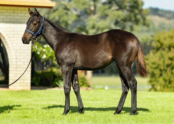Lot 31: Astern / Palladium Lady