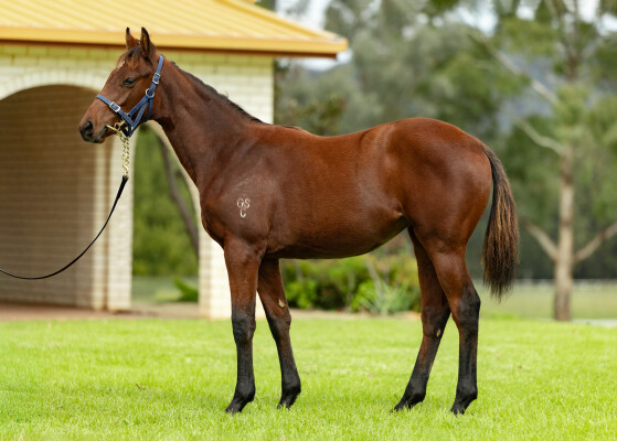Lot 38: King's Legacy / Persian Star
