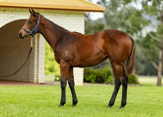 Lot 201: Prized Icon / Umfazi