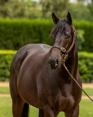 Lot 64: Savabeel / Glee (NZ)