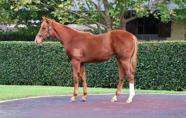 Lot 199: The Autumn Sun / Tuscan Queen (CAN)