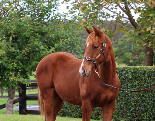 Lot 199: The Autumn Sun / Tuscan Queen (CAN)