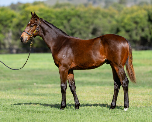Lot 123: Hellbent / Shirazabeel (NZ)
