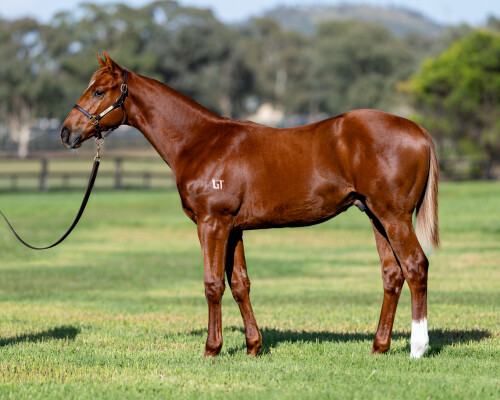 Lot 249: Ole Kirk / Ain'tnofallenstar