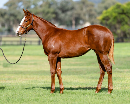 Lot 265: In the Congo / Artic