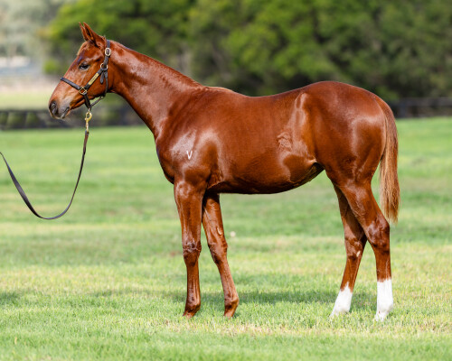 Lot 468: All Too Hard / Kotys