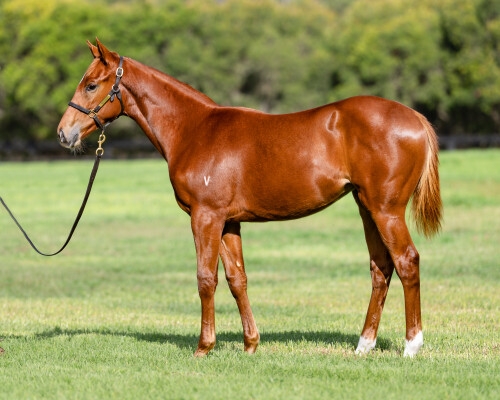 Lot 480: Star Turn / Lady Ell