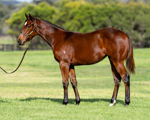 Lot 550: Exceedance / Midoriyama