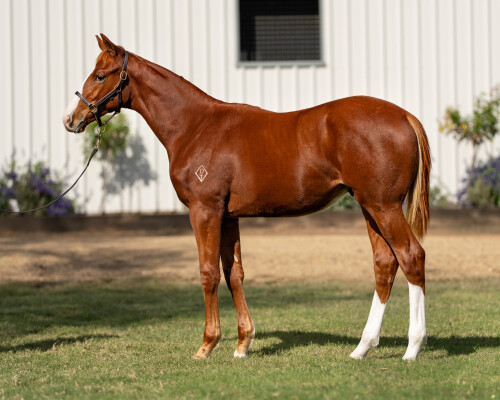 Lot 96: The Autumn Sun / Sail