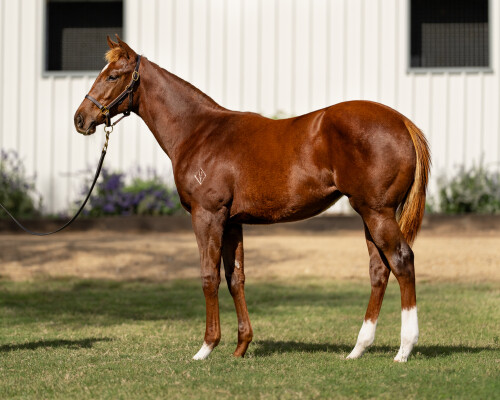 Lot 229: Profiteer / Yellow Perfection
