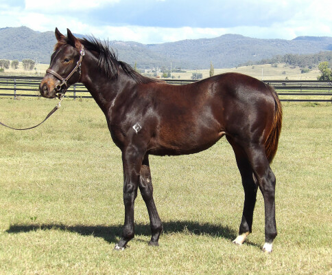 Lot 176: Yes Yes Yes / Tam O'shanter (NZ)