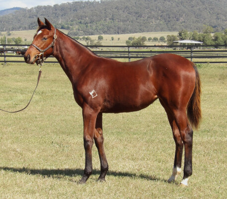 Lot 244: Anamoe / Acouplamas