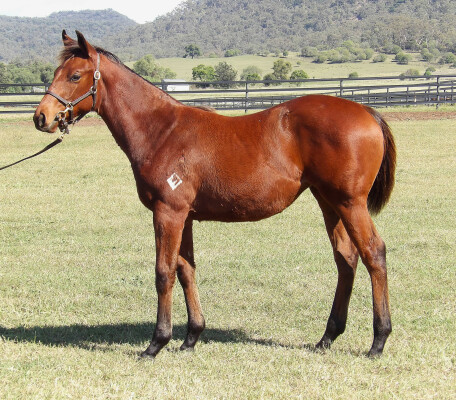 Lot 267: Tassort / Ashleigh