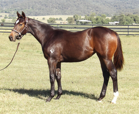 Lot 303: Blue Point (IRE) / Capar Girl (USA)