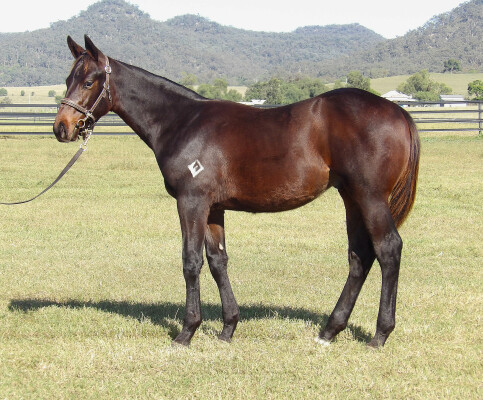 Lot 310: Zousain / Catalina Miss