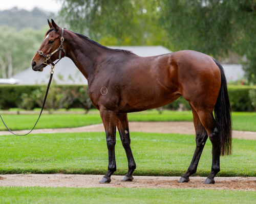 Lot 11: Street Boss (USA) / Charleston Dancer