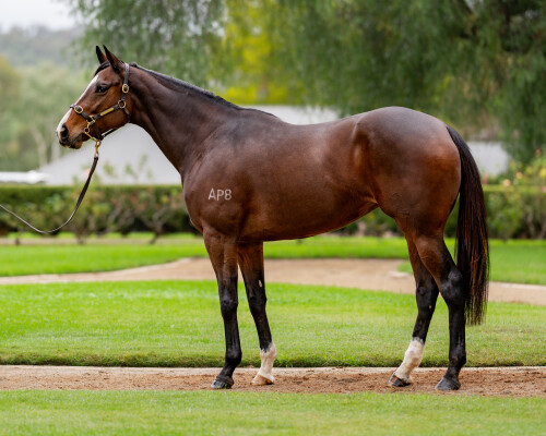 Lot 12: Pride of Dubai / Harpoon