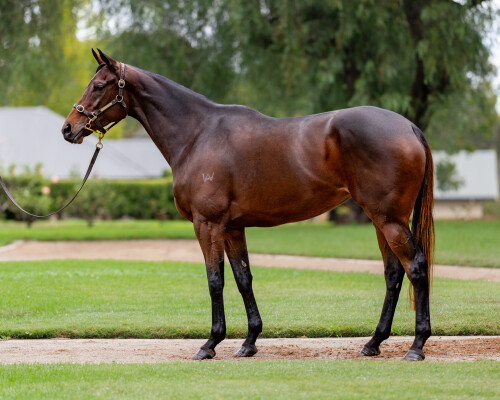 Lot 15: Alpine Eagle / This Moment