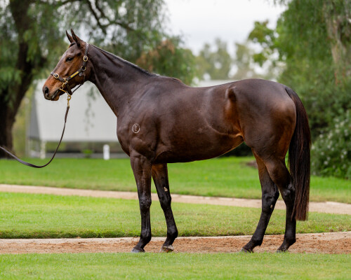 Lot 56: Lonhro / Erato