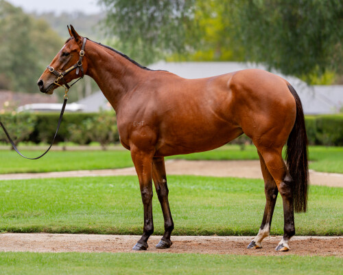 Lot 78: Headwater / New Image