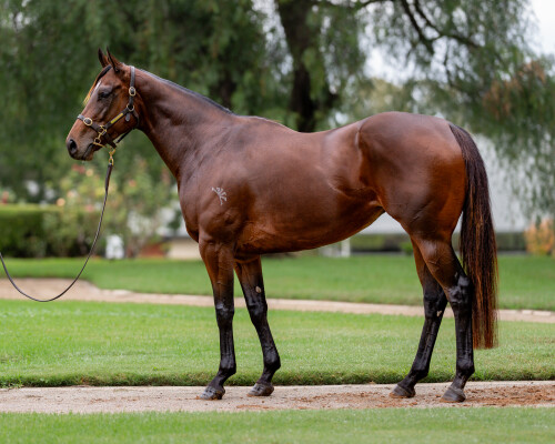 Lot 87: Zoustar / Mumbai Rock