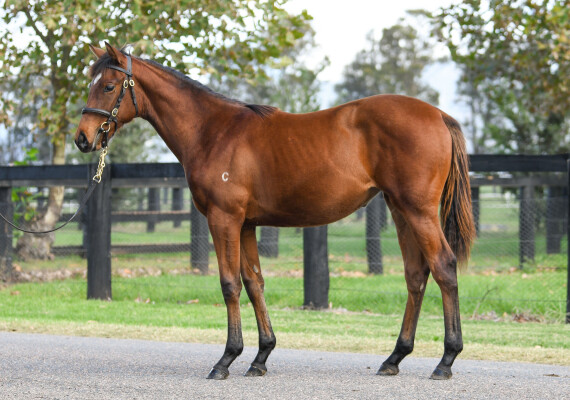 Lot 73: Home Affairs / Redoubt (IRE)