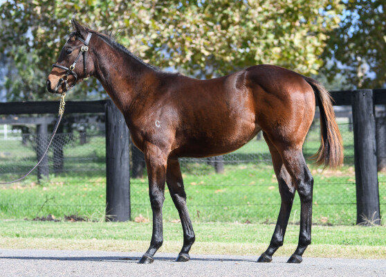 Lot 171: Acrobat / Taameer (NZ)
