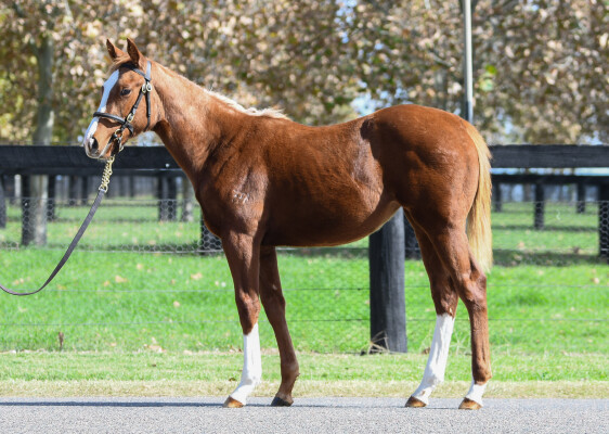 Lot 459: St Mark's Basilica (FR) / Karnak