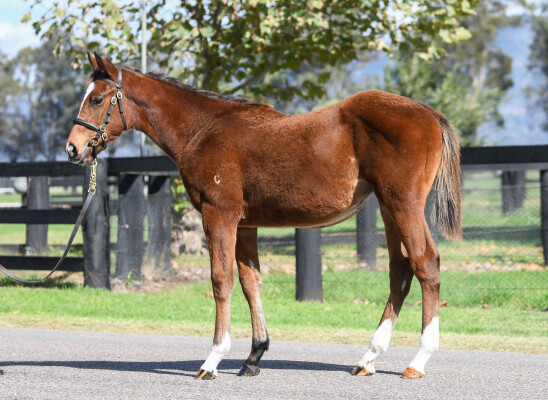 Lot 580: Home Affairs / Kings Iris