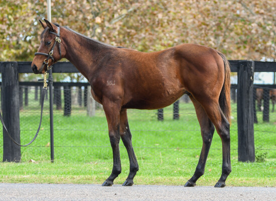 Lot 503: So You Think (NZ) / Liveinthefastlane