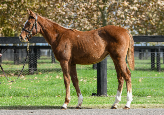 Lot 581: Frankel (GB) / Manderley (IRE)