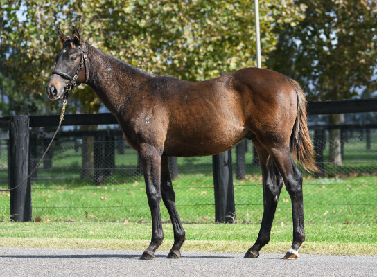 Lot 100: Russian Revolution / Samovare