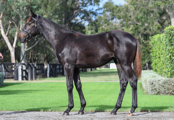 Lot 252: Pierro / Alberga