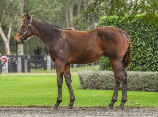 Lot 281: Yes Yes Yes / Berrimilla