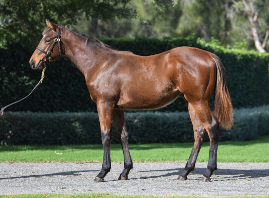 Lot 293: Snitzel / Bubbleberry