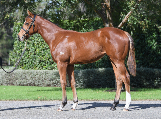 Lot 315: St Mark's Basilica (FR) / Cerebellum