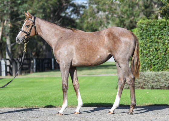 Lot 471: Castelvecchio / La Fouine Tail (JPN)