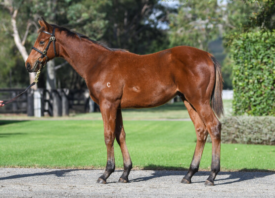 Lot 91: Starspangledbanner / Royal Myth