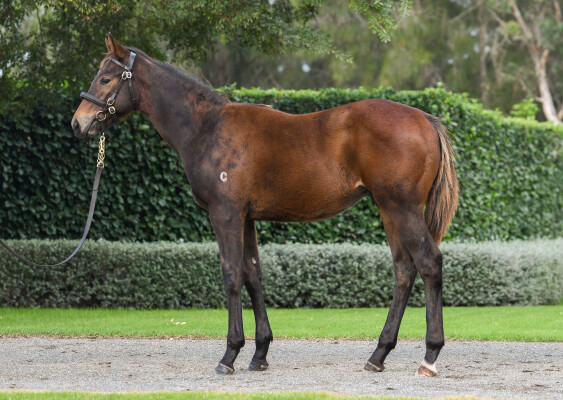 Lot 131: Hitotsu / Sizzling Gaze