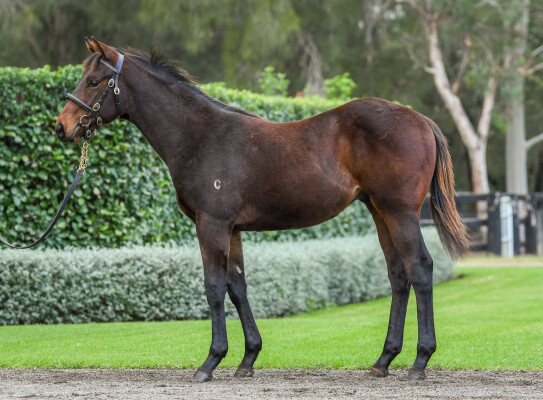 Lot 143: Daumier / Spinning Quarters