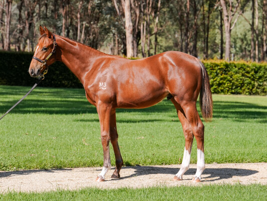 Lot 8: Farnan / Needle and Thread