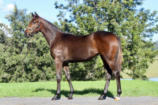 Lot 268: Castelvecchio / Assasi