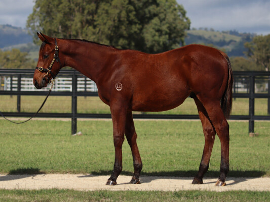 Lot 114: Exceed and Excel / Shantou