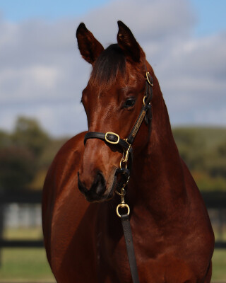 Lot 114: Exceed and Excel / Shantou