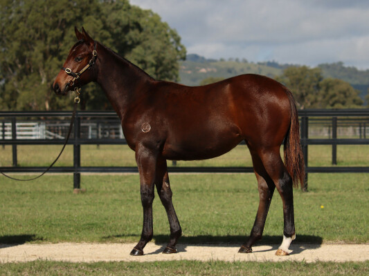Lot 149: All Too Hard / Star Progeny