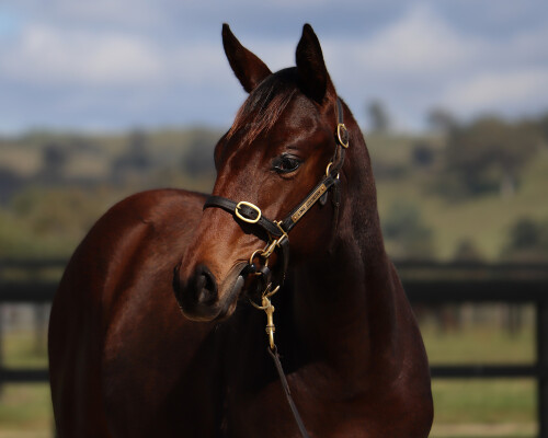Lot 149: All Too Hard / Star Progeny