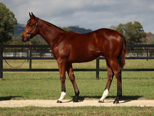 Lot 357: Jacquinot / Downloads