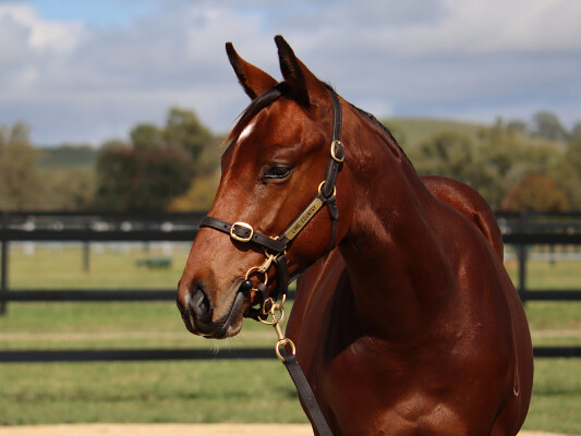 Lot 357: Jacquinot / Downloads