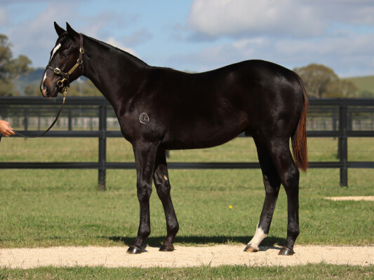 Lot 470: Pierro / La Casade